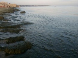 На пляжи в одесской Лузановке выбросило тонны водорослей (ФОТО)