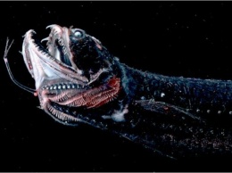 Ученые получили новые сведения о рыбе-драконе