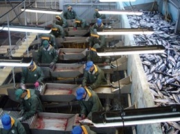 Камчатский рыбозавод получил 200 млн рублей по программе льготного кредитования