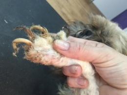 В Кременчуге прохожие нашли собаку редкой породы над которой кто-то долго издевался, превратив ее в ходячий «валенок»