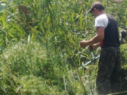 Депутат от «Оппоблока» будет косить зелень в Соборном районе Днепра