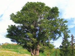 Ученые нашли самое старое дерево в Европе