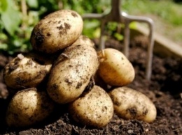 Цена на картофель в августе упала почти на 2% - Госстатистики