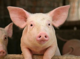 В Ровенской области Украины у свиней зафиксировали вспышку африканской чумы