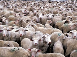 Украинцы превратились в безропотное стадо овец