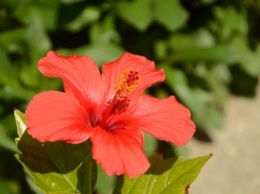В Никитском саду цветет гибискус - «цветок прекрасных женщин»