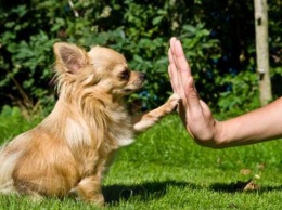 Ученые: Собаки больше предпочитают словесную похвалу, чем угощения