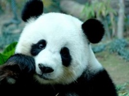 Китай создаст национальный парк панд