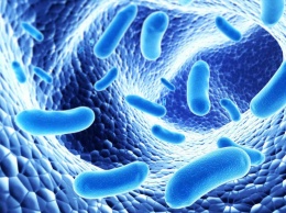 Ученые: Бактерии в кишечнике не влияют на набор веса и похудение