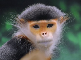 Ученые обнаружили во Вьетнаме приматов, находящихся на грани вымирания