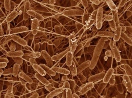 Ученые смогли увидеть бактериальный «секс»