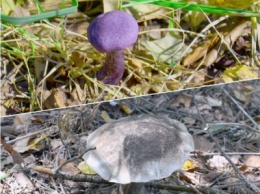 Министр экологии Подмосковья считает, что фиолетовые грибы признак чистоты региона