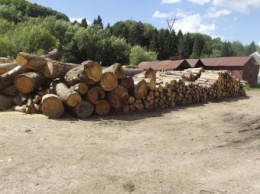 При обыске в одном из лесхозов Закарпатья прокуратура изъяла почти 100 кубометров леса