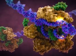 CRISPR/Cas9 научили редактировать ДНК без разрыва