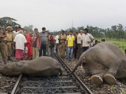 В Индии пассажирский поезд протаранил стадо слонов