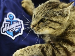 Во Владивостоке открыли памятник кошке Матроске