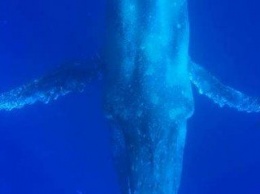 Больного горбатого кита заметили в акватории Гавайских островов