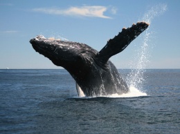 У берегов Гавайских островов был замечен горбатый кит с неизвестным заболеванием