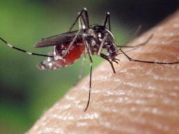 Отныне бороться с комарами можно абсолютно безопасным способом