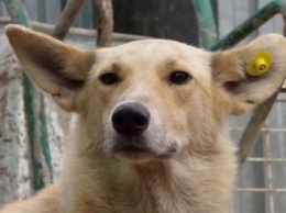 В Бердянске с июля начнется массовая стерилизация собак