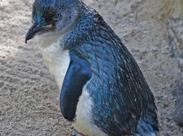 В Тбилисском зоопарке найден 10-й пропавший пингвин