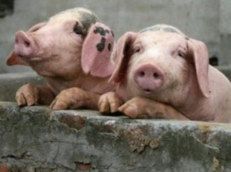 Африканскую чуму свиней зафиксировали в Волынской области