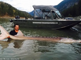 В Канаде поймали речного монстра - 3-метрового осетра