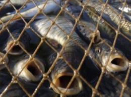 В Каланчакском районе браконьеры наловили рыбы почти на 10 тыс. грн