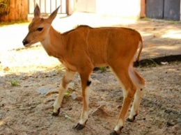 В зоопарке родилась антилопа (фото, видео)