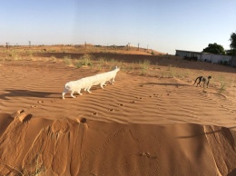 Фотофакт: баг панорамной съемки iPhone превратил гуляющую по пустыне кошку в гусеницу