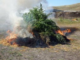 Пограничники ЛНР уничтожили две плантации конополи - весь урожай м 300 кустов сожгли