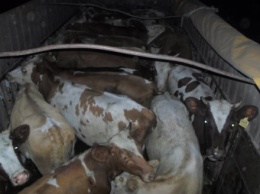 Почти 100 коров пытались незаконно перевезти в Луганской области