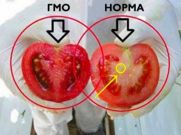 Вы едите яд! Вот как определить ГМО-помидоры за 2 простых шага!