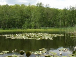 Несуществующий природный парк ликвидировали в Орловской области