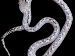 На Мадагаскаре обнаружили новый вид змей-«привидений»