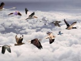 Россия: В Сочи наступило время перелетных птиц