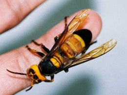 От укуса насекомого в Житомирской области погиб мужчина