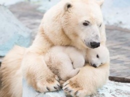 В обновленном зоопарке поселятся белые медведи и бегемоты