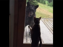 Кошка прогнавшая медведя со двора покорила Сеть (ВИДЕО)
