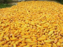 Украина наращивает экспорт кукурузы в Китай