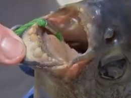 Сеть в шоке: рыбаки поймали рыбу с человеческими зубами (ВИДЕО)