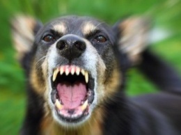 Количество пострадавших от укусов бешеных животных в Херсонской области выросло на 79%