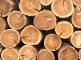 Черниговский суд отклонил иск лесхоза к Закарпатской таможни относительно экспорта древесины