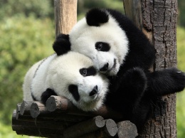 Панды больше не вымирают: Какую красоту удалось сохранить зоозащитникам