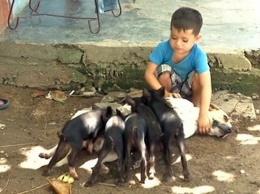 На Кубе собака усыновила четырех поросят