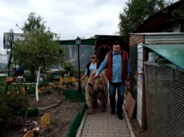 Русская семья держит дома 135-килограммового медведя!