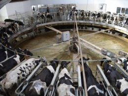 В России будут увеличивать производство молока с помощью генетики