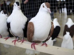 В день рождения Павлограда откроется выставка-ярмарка голубей и декоративных птиц