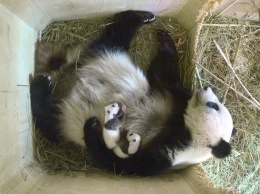 В зоопарке Вены месяц выясняли пол двух новорожденных панд
