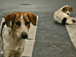Зубастые бездомные - численность бродячих собак в городе не снижается